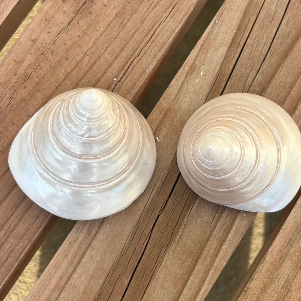 Lot Of 2 Niloticus-Trochus‎ Mother Of Pearl Seashell Beach Decor Stunning!!!
